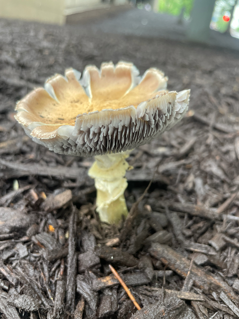 Stropharia rugosoannulata · April 2026 · photo: © skatepunk (iNaturalist, cc0)
