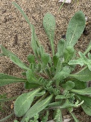 Chorizanthe cuspidata