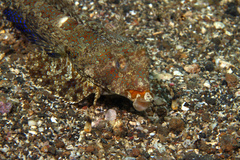 Dactylopus dactylopus