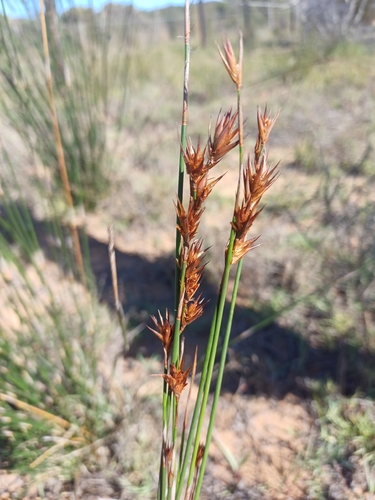Thamnochortus insignis, photograph 6