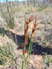 Thamnochortus insignis, photograph (c) Martjie Fia Fourie, some rights reserved (CC BY)
