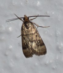 Loxostegopsis polle