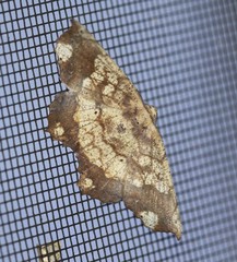 Polyacme dissimilis