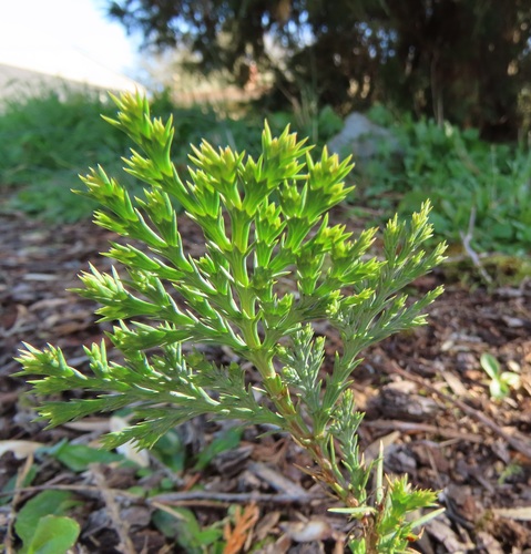 Incense Cedar seedling