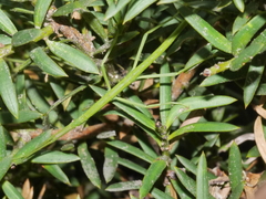 Acanthoxyla geisovii