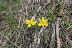 Eranthis longistipitata, photograph (c) Morten Ross, some rights reserved (CC BY)