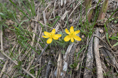 Eranthis longistipitata, photograph (c) Morten Ross, some rights reserved (CC BY)