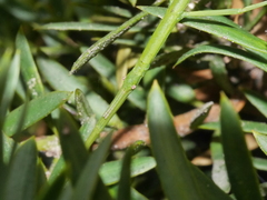 Acanthoxyla geisovii