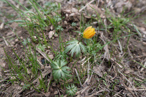 Eranthis longistipitata, photograph 3
