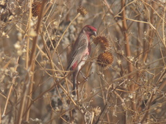 Haemorhous mexicanus
