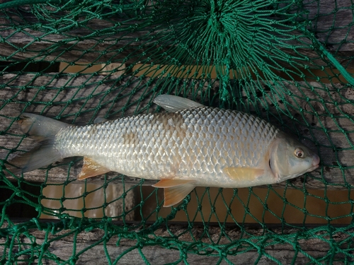 Megaleporinus obtusidens
