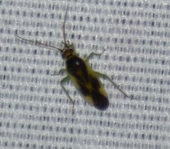 Orthotylus