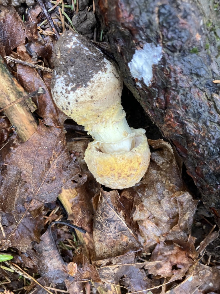 Amanita muscaria guessowii · April 2026 · photo: © preventthetoast (iNaturalist, cc-by)
