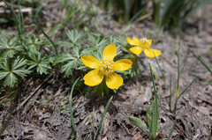 Eranthis longistipitata
