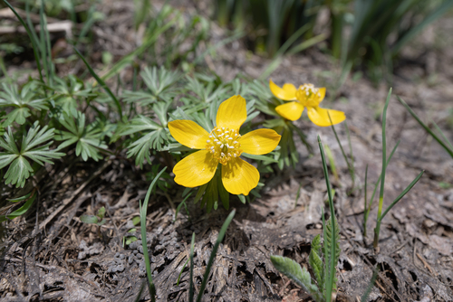 Eranthis longistipitata, photograph 1