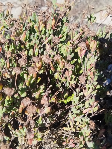 Lampranthus emarginatus, photograph 3