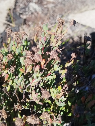 Lampranthus emarginatus, photograph 4