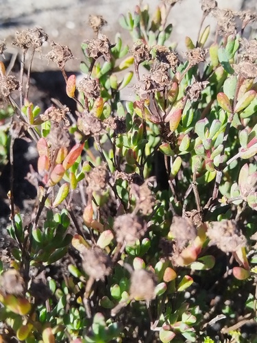Lampranthus emarginatus, photograph 5