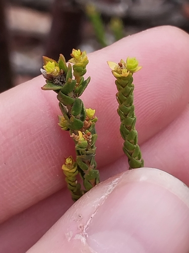 Agathosma imbricata, photograph 4