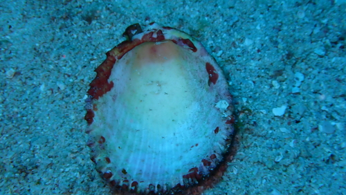 Acrosterigma magnum observed 2026-04-25