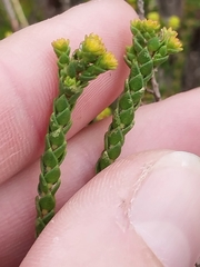 Agathosma imbricata, photograph (c) De Waal Hugo, some rights reserved (CC BY)
