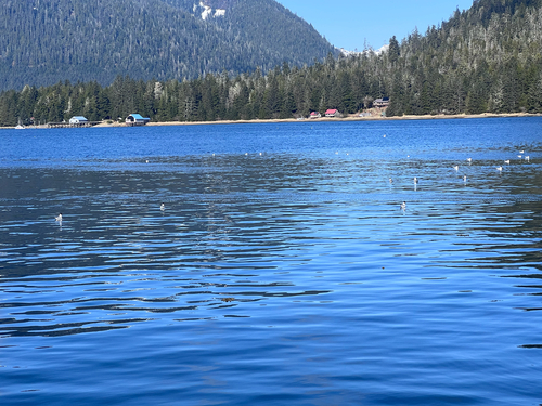 Chroicocephalus philadelphia