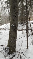 Cryptococcus fagisuga