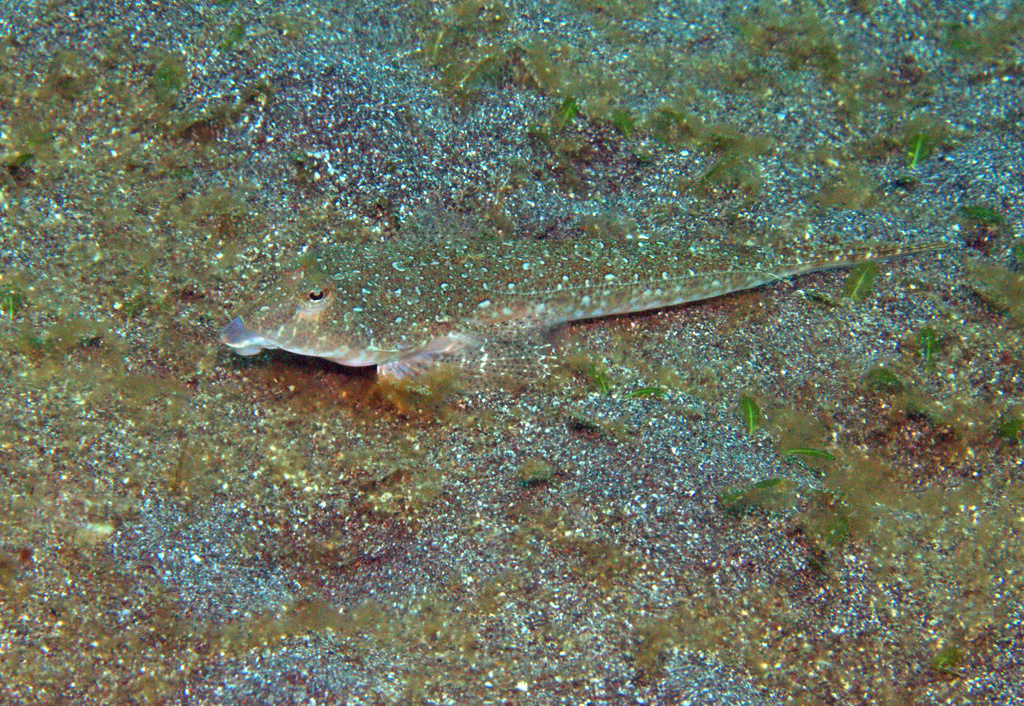 Japanese Dragonet