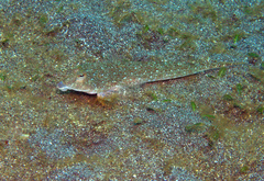 Japanese Dragonet photo 1