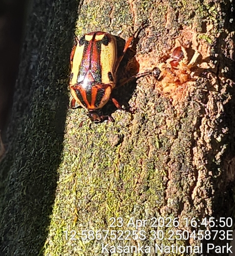 Chondrorrhina picturata