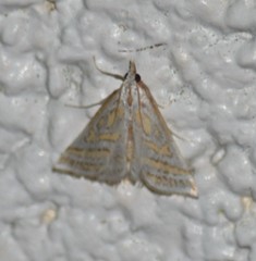 Leptosteges parthenialis