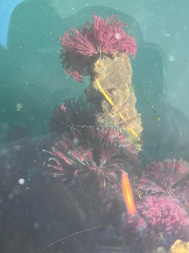 Eudistylia vancouveri