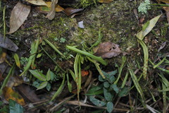 Pleopeltis polylepis