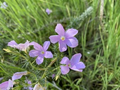 Linanthus californicus