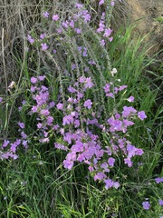 Linanthus californicus