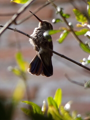 Cynanthus latirostris
