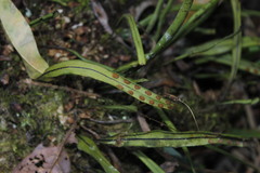 Pleopeltis polylepis