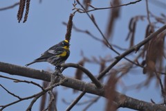 Setophaga coronata coronata × auduboni