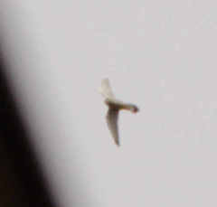 Falco tinnunculus tinnunculus