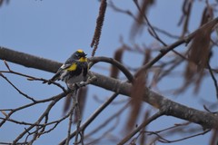Setophaga coronata coronata × auduboni