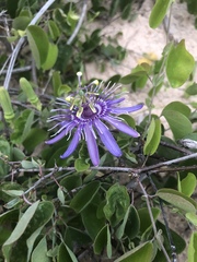Passiflora subrotunda