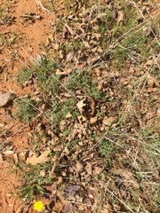 Calystegia stebbinsii