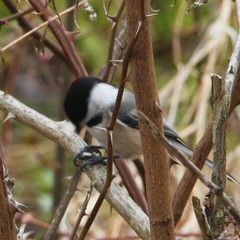 Poecile atricapillus