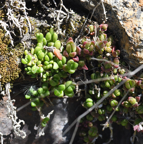 Sedella atrata