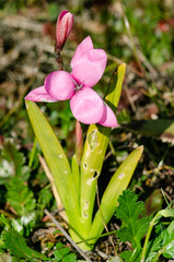 Hesperantha pauciflora