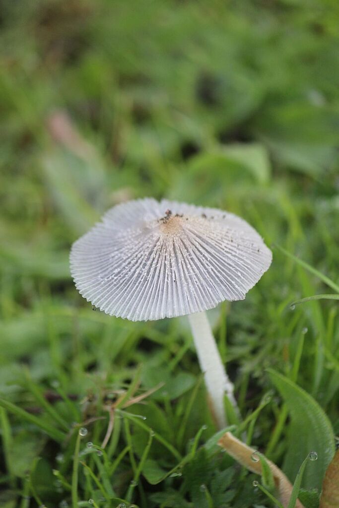 Coprinopsis lagopus · April 2026 · photo: © andy_thomas (iNaturalist, cc0)