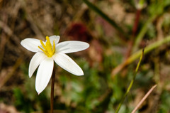 Pauridia serrata albiflora