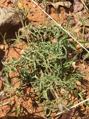 Calystegia stebbinsii
