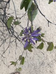 Passiflora subrotunda