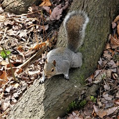 Sciurus carolinensis